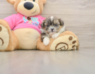 5 week old Shih Pom Puppy For Sale - Windy City Pups