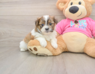 5 week old Shih Pom Puppy For Sale - Windy City Pups