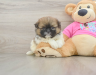 7 week old Shih Pom Puppy For Sale - Windy City Pups