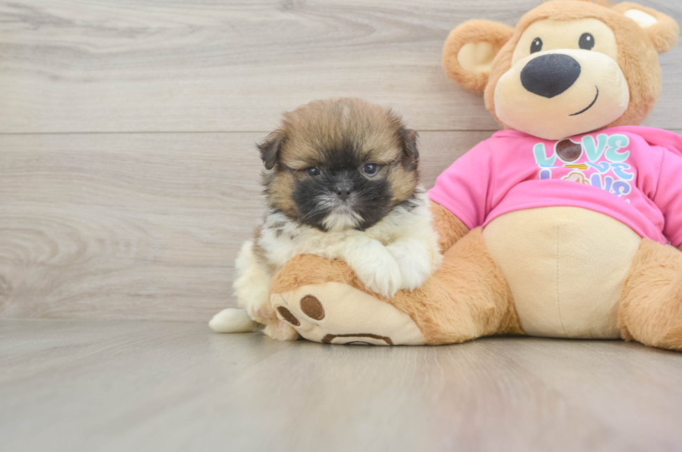 5 week old Shih Pom Puppy For Sale - Windy City Pups
