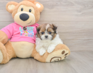 5 week old Shih Pom Puppy For Sale - Windy City Pups