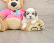 5 week old Shih Pom Puppy For Sale - Windy City Pups