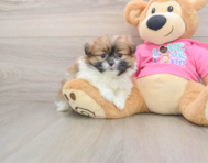 5 week old Shih Pom Puppy For Sale - Windy City Pups