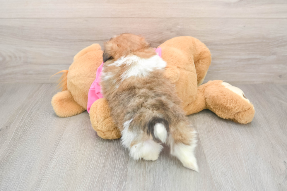 Shih Pom Pup Being Cute