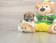 5 week old Shih Pom Puppy For Sale - Windy City Pups