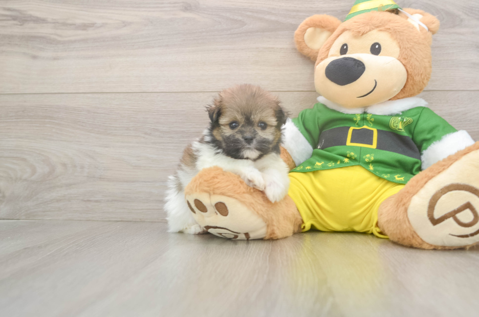 5 week old Shih Pom Puppy For Sale - Windy City Pups