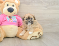 6 week old Shih Pom Puppy For Sale - Windy City Pups