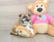 6 week old Shih Pom Puppy For Sale - Windy City Pups