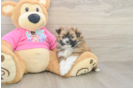 Shih Pom Pup Being Cute