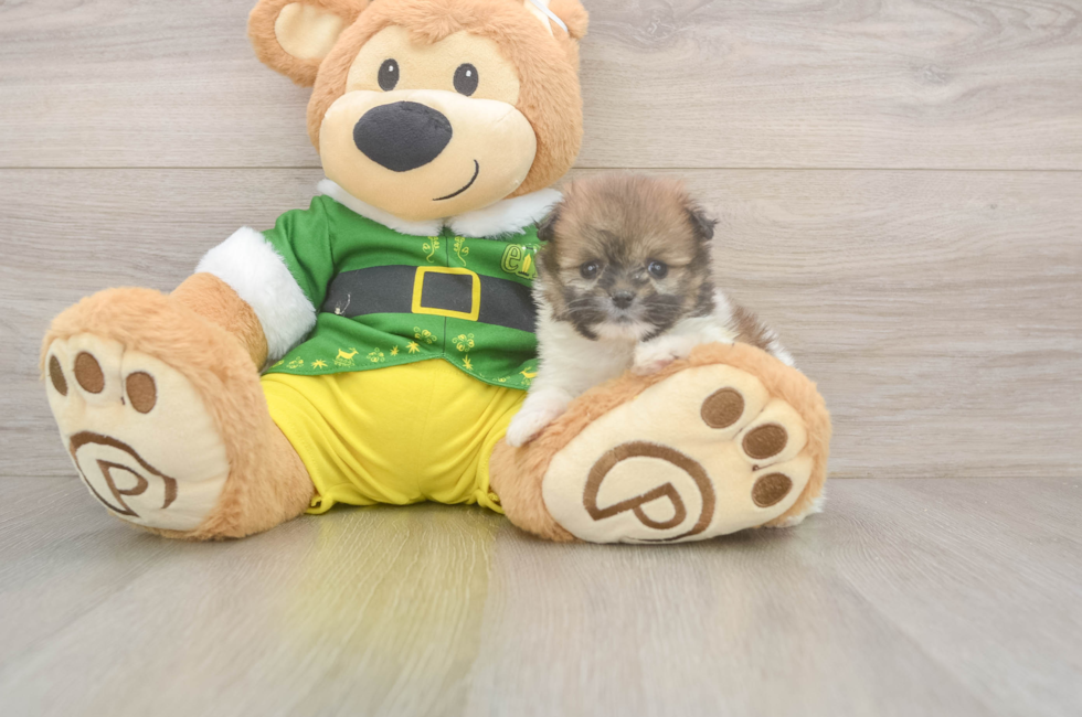 5 week old Shih Pom Puppy For Sale - Windy City Pups