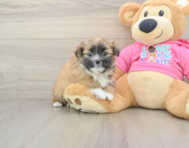 6 week old Shih Pom Puppy For Sale - Windy City Pups