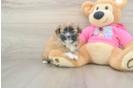 Shih Pom Pup Being Cute