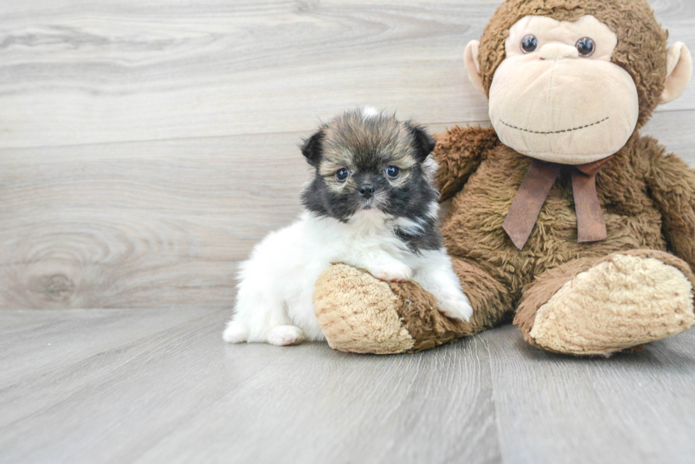 Cute Shih Pom Baby