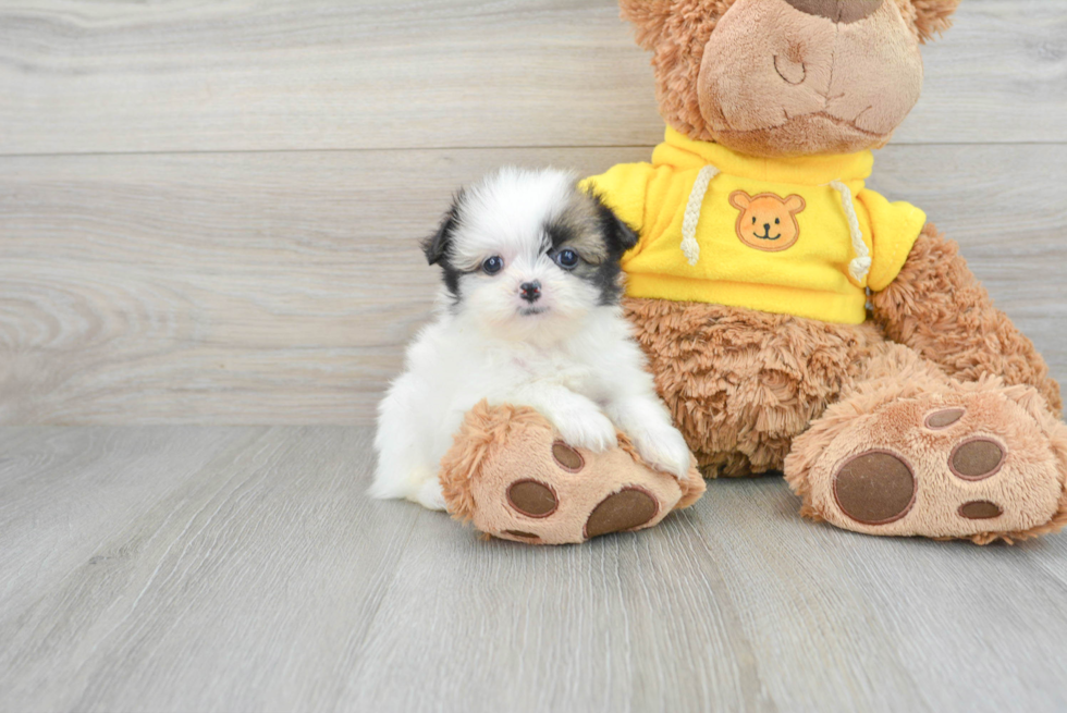 Cute Shih Pom Baby