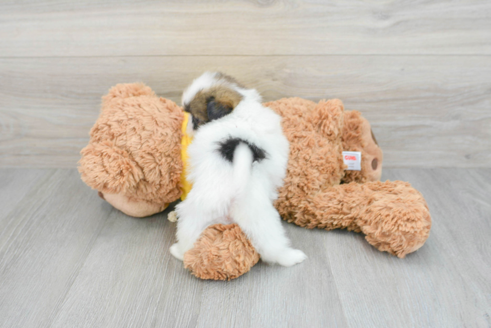 Sweet Shih Pom Baby
