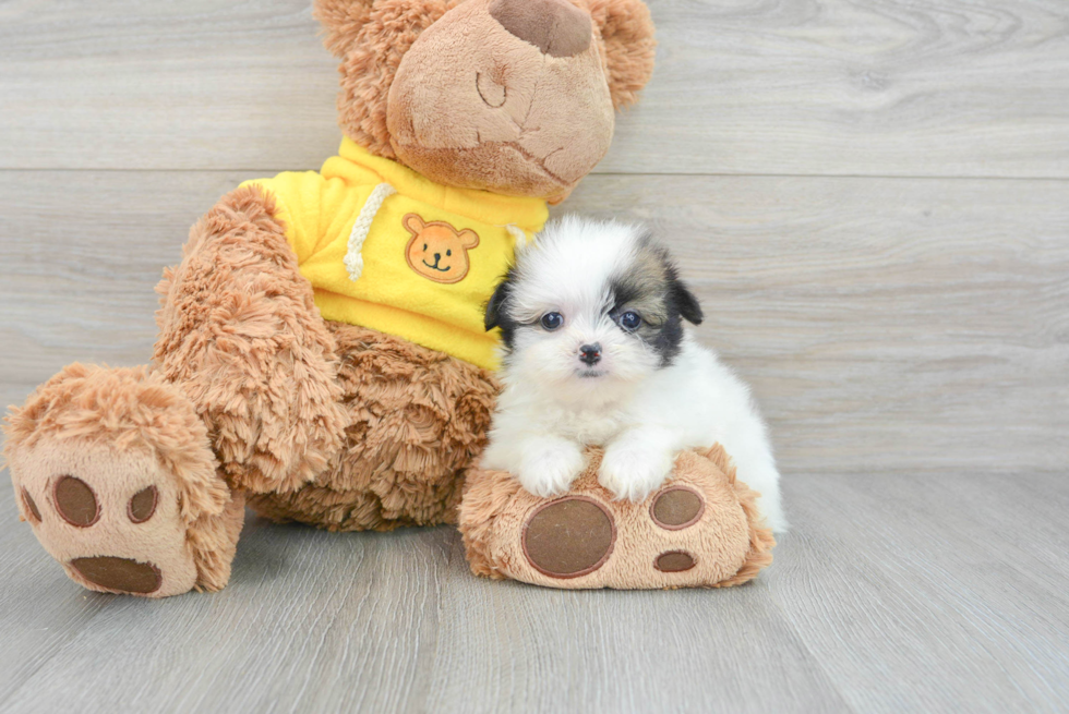 Shih Pom Puppy for Adoption