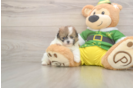 Shih Pom Puppy for Adoption