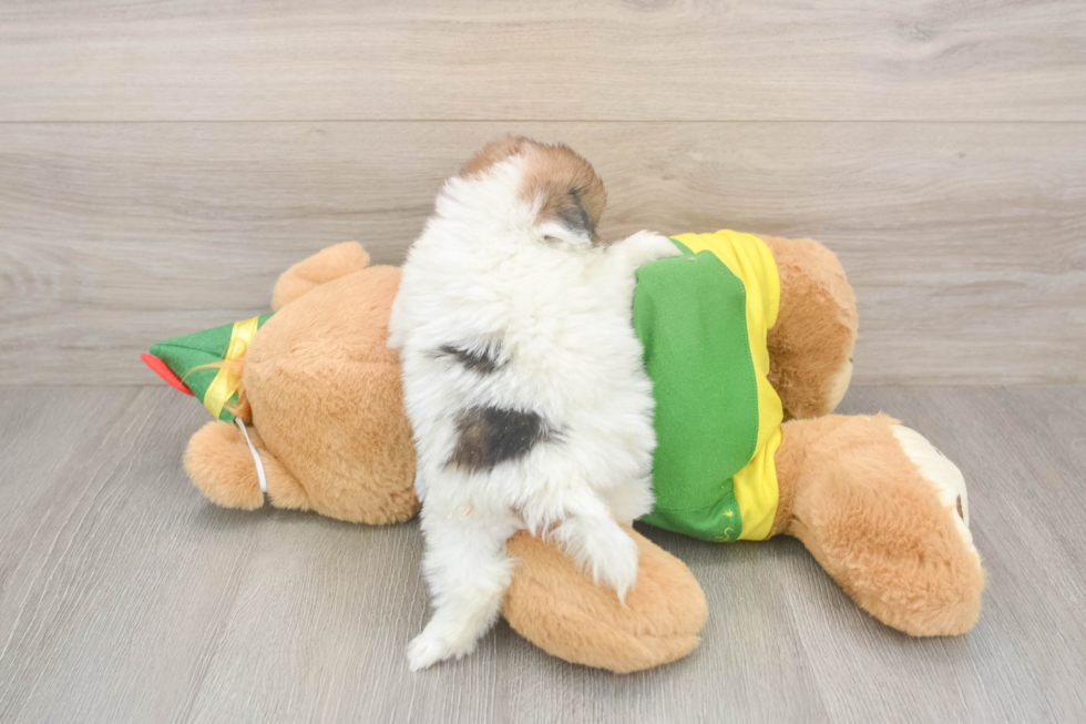 Shih Pom Puppy for Adoption