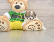5 week old Shih Pom Puppy For Sale - Windy City Pups