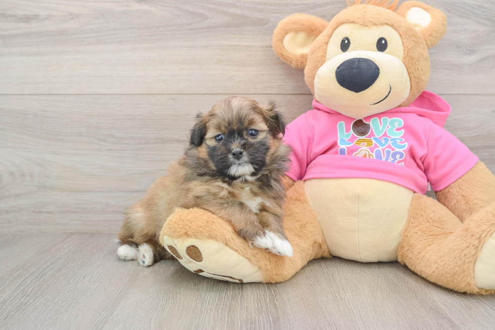 Petite Shih Pom Designer Pup