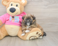 8 week old Shih Pom Puppy For Sale - Windy City Pups