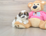 8 week old Shih Pom Puppy For Sale - Windy City Pups