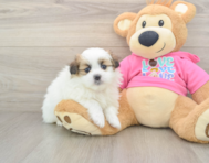 6 week old Shih Pom Puppy For Sale - Windy City Pups