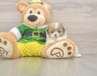 5 week old Shih Pom Puppy For Sale - Windy City Pups