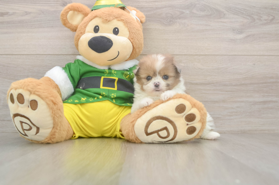 5 week old Shih Pom Puppy For Sale - Windy City Pups