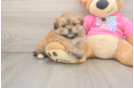 Adorable Pom Tzu Designer Puppy