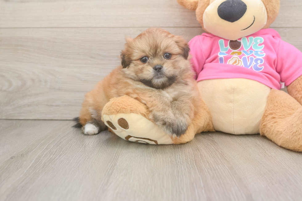 Adorable Pom Tzu Designer Puppy