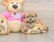 5 week old Shih Pom Puppy For Sale - Windy City Pups
