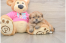 Best Shih Pom Baby