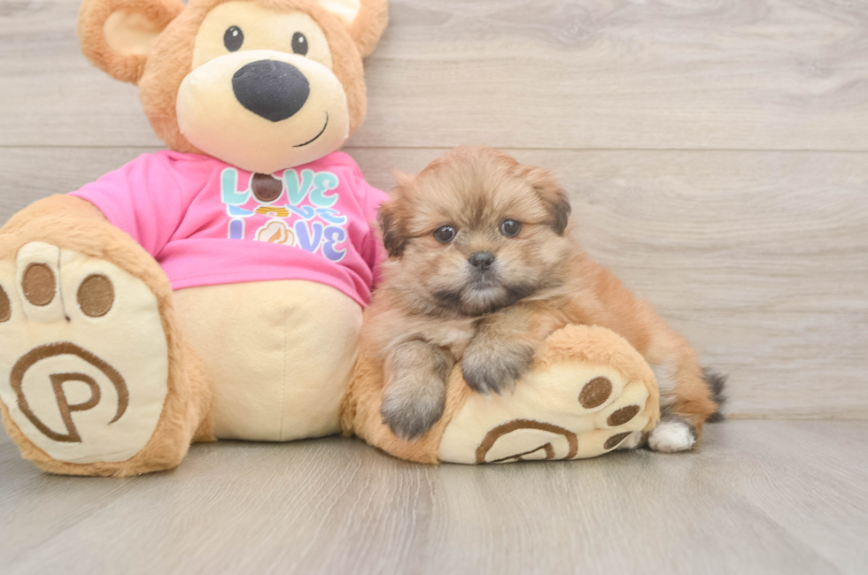 5 week old Shih Pom Puppy For Sale - Windy City Pups