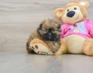 5 week old Shih Pom Puppy For Sale - Windy City Pups