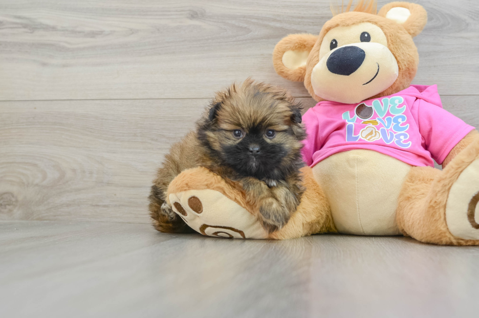 5 week old Shih Pom Puppy For Sale - Windy City Pups