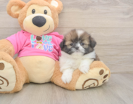 5 week old Shih Pom Puppy For Sale - Windy City Pups