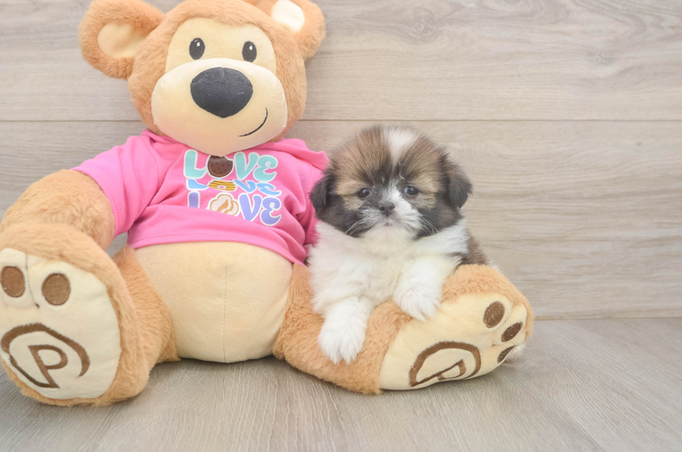 5 week old Shih Pom Puppy For Sale - Windy City Pups