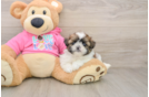 Shih Pom Pup Being Cute