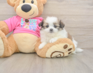 5 week old Shih Pom Puppy For Sale - Windy City Pups