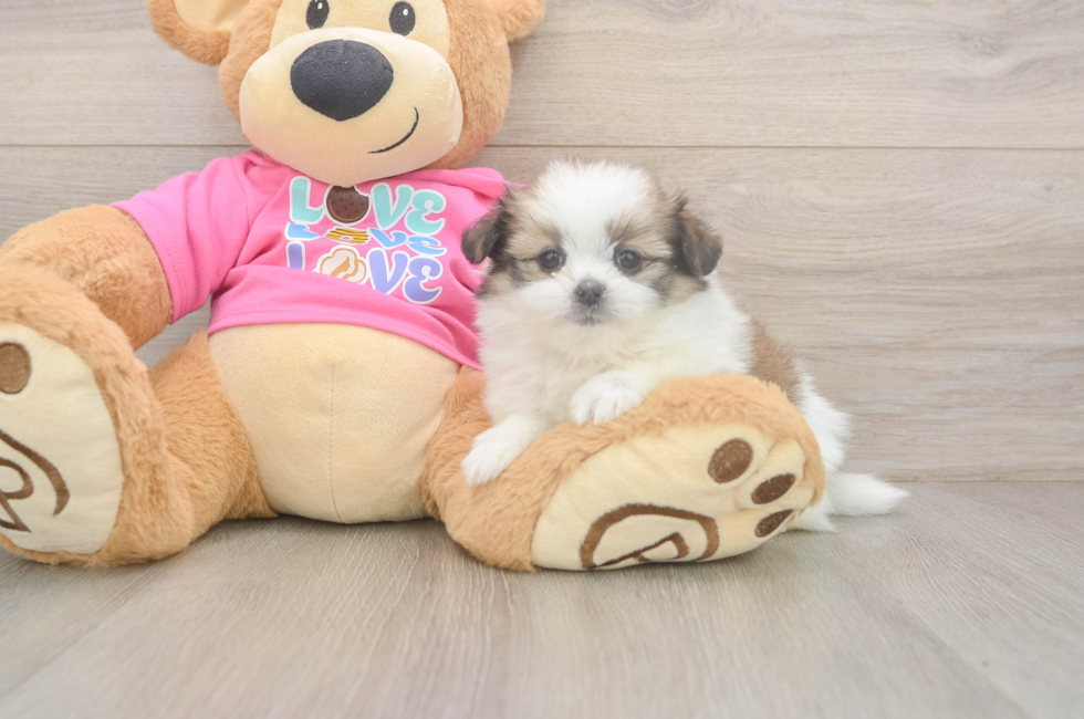 5 week old Shih Pom Puppy For Sale - Windy City Pups