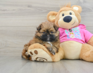 6 week old Shih Pom Puppy For Sale - Windy City Pups