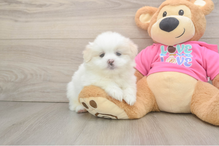 Popular Shih Pom Designer Pup