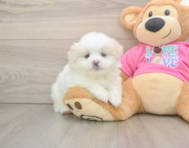 5 week old Shih Pom Puppy For Sale - Windy City Pups