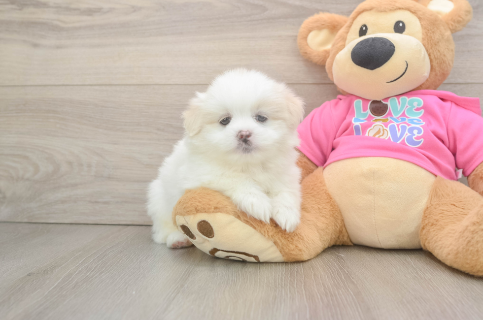 5 week old Shih Pom Puppy For Sale - Windy City Pups