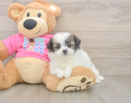 5 week old Shih Pom Puppy For Sale - Windy City Pups