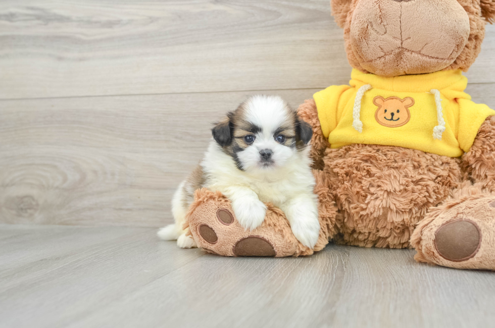5 week old Shih Pom Puppy For Sale - Windy City Pups