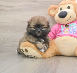 5 week old Shih Pom Puppy For Sale - Windy City Pups