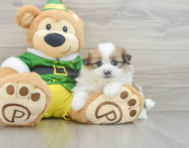 5 week old Shih Pom Puppy For Sale - Windy City Pups