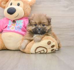 5 week old Shih Pom Puppy For Sale - Windy City Pups